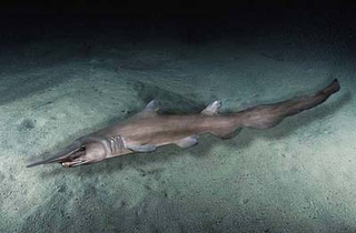 Illustration for article titled ODeck Shark Week: Deep Water Aliens